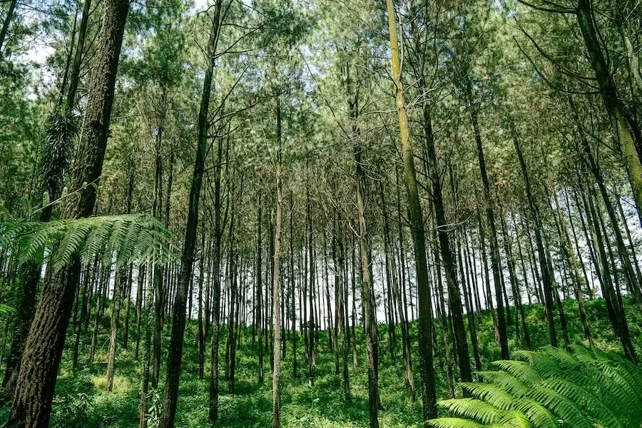 Al Rauda00003 - Al Rauda Group sustainable agriculture and agroforestry investment