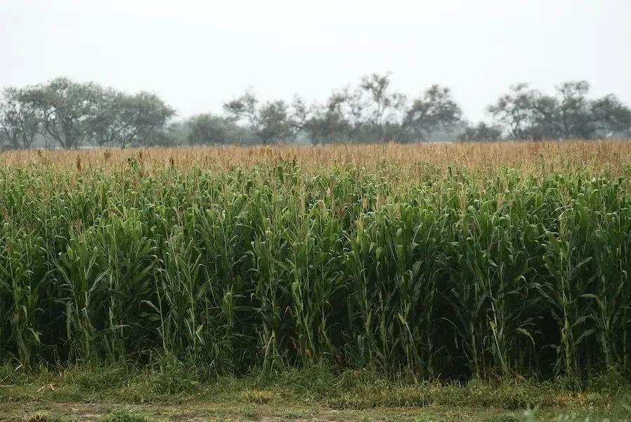 Al Rauda00014 - Al Rauda Group sustainable agriculture and agroforestry investment