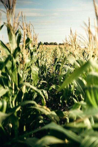 Al Rauda Group sustainable agriculture and agroforestry investment