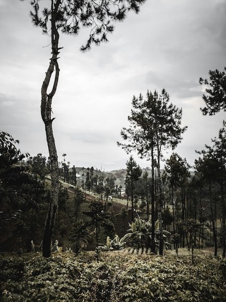 REDD+ and Agroforestry: How African Forestry Projects Are Evolving for the Better