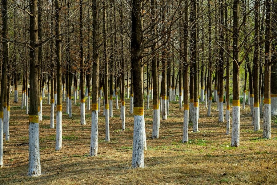 Green Bonds in Africa Are No Longer a Niche. They Are a Movement.